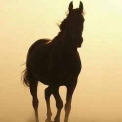 بلدي بلجرشي.. بين الواقع والمأمول