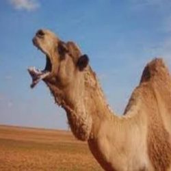 وحدة العلوم المسلكية بتعليم الشفا تنفذ ورشة عمل “المعالجة الإجرائية للمشكلات”