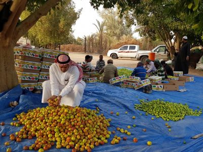 وادي الدواسر ترفد أسواق المملكة بثمرة العبري