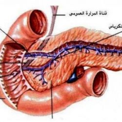 المملكة تشدد على موقفها الثابت من القضية الفلسطينية وترفض فكرة التعاون مع إسرائيل