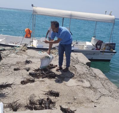 الثروة السمكية بجدة تُعيد 80 حبة إستاكوزا إلى البحر