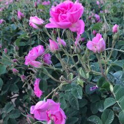 معالي المهندس / محمد القويحص – يفتتح مؤتمر مكة 16 لطب الأسنان