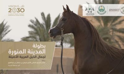 بطولة المدينة المنورة لجمال الخيل العربية الأصيلة