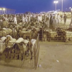 محاجر وزارة البيئة خط الدفاع الأول ضد الآفات النباتية والحيوانية