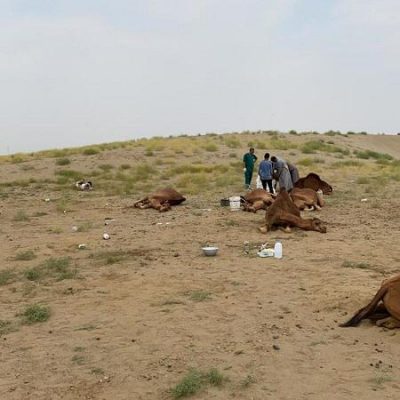 نفوق العشرات من الإبل بسبب مبيد حشري في مركز عتود