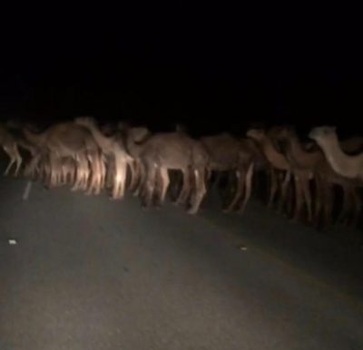 جمال سائبة تصرع مواطن وتصيب أبنة ومرافقة بالسعيرة