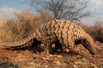 مفاجأة جديدة  هذا الحيوان مُتهم بنشر فيروس “كورونا” المُستجد بين البشر