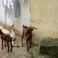 السميري يحتفل بتخرجه من كلية الملك فهد الأمنية