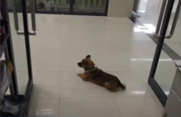 كلب يمكث 3 أشهر داخل مستشفى بالصين في انتظار صاحبه الذي توفي بـ”كورونا”