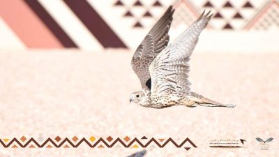 مهرجان الملك عبدالعزيز للصقور يعزز دور المملكة في التوازن البيئي عبر “برنامج هدد”