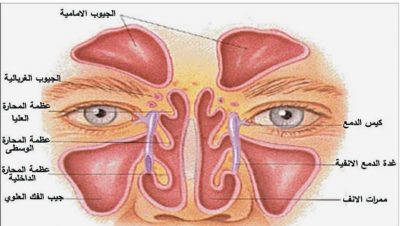 علاج الجيوب الأنفية بـ 7 طرق مختلفة
