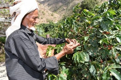 جازان 1060 مزارعًا يجنون حصاد “البن الخولاني”