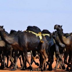 القلطي يتعرض لكسر عظمة الفخذ