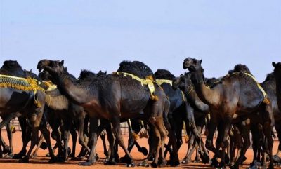 انطلاقة مهرجان الملك عبدالعزيز للإبل بدخول الفحل وإنتاجه.. غدًا