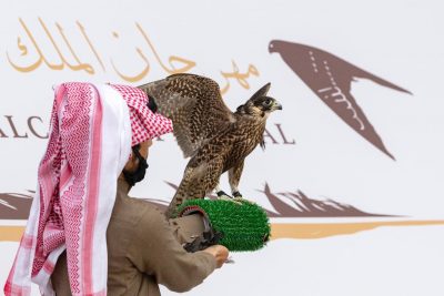 ” مكة ” أول صقر يتسابق في النسخة الثالثة لمهرجان الملك عبدالعزيز