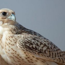 السفير الفرنسي لدى المملكة يزور مهرجان الملك عبدالعزيز للصقور