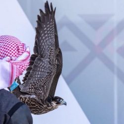 هيئة الرقابة ومكافحة الفساد تباشر (120) قضية جنائية