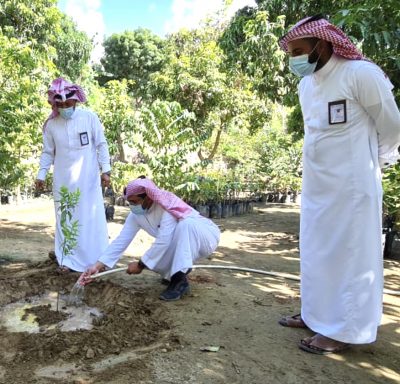 “لأول مرة في السعودية” نجاح زراعة “الصندل” في محافظة “فيفاء”