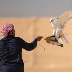 مزاين الصقور ينطلق اليوم الإثنين بمهرجان الملك عبدالعزيز
