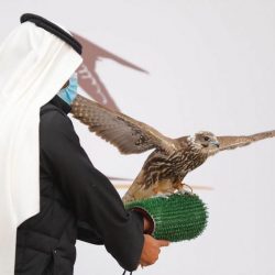 تتويج الفائزين بأربعة أشواط تأهيلية بمهرجان الملك عبدالعزيز للصقور