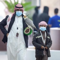 210 صقور تتنافس في اليوم الخامس لمهرجان الملك عبدالعزيز للصقور