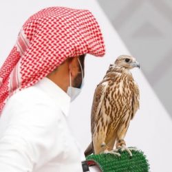 صقارون ،، مهرجان الملك عبد العزيز أحيا هواية الصيد بالصقور