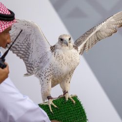 سباحة الفتح الثاني على مستوى المملكة
