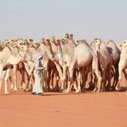 شهادة تفوق لنورة الزهراني من جامعة الملك عبدالعزيز