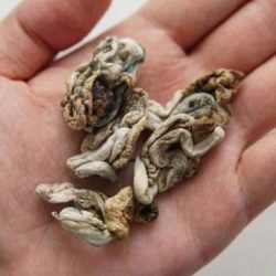 20 مليار ريال حجم صناعة اقتصاديات الإبل بالمملكة