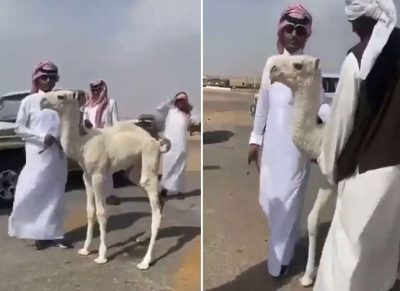 مواطن يرفض بيع حاشي صغير بـ 320 ألف ريال والتجار يفاجئونه بهذا المبلغ!