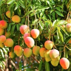 وزارة العدل : مركز تدقيق الدعاوى ينجز 1.5 مليون عملية