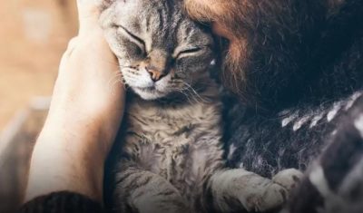 اضرار تربية القطط في المنزل و أضرارها على الإنسان