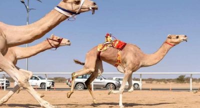 مضمار عالمي لسباقات مهرجان ولي العهد للهجن بالطائف