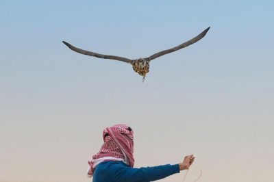 انطلاق مهرجان الملك عبدالعزيز للصقور يوم غد بمشاركة نخبة من الصقارين السعوديين والدوليين