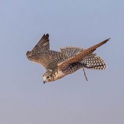 مختص تربوي يوجه نصائح للطلبة قبل الامتحانات تعرف عليها