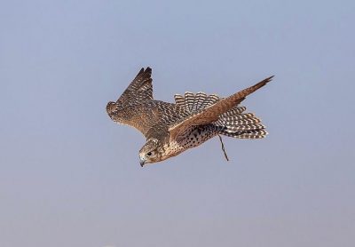 الصقر رفيق الأمجاد في مسيرة الدولة السعودية على مدى 3 قرون