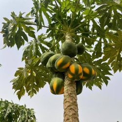 انطلاق تدريبات أكاديمية المجد تحت إشراف الكابتن علي الصاوى..