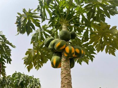 جازان ترفد الأسواق المحلية والعالمية بأكثر من 107 آلاف طن من الفواكه الاستوائية سنويًا..