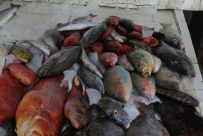 أمانة جدة تتلف 320 كيلو من الأسماك الفاسدة بالقوزين