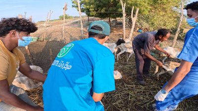 وقاء جازان” يبدأ حملة التحصين لأكثر من ربع مليون رأس ماشية ضد مرض الحمى القلاعية لعام 2024م