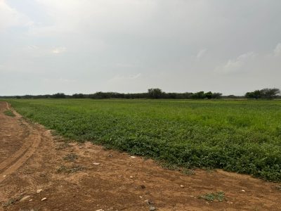 بالفيديو : صور جمالية من طريق مركز الشقيري والحمى والمشوف بجازان ” تجذب المتنزهين..