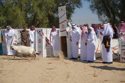 محافظ الأحساء يرعى إطلاق (٢٤) كائنًا فطريًا في متنزَّه الأحساء..