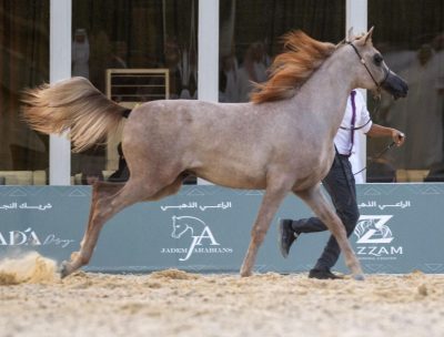 بطولة جمال الخيل العربية الأصيلة بالقصيم تجذب أنظار عشاق الفروسية