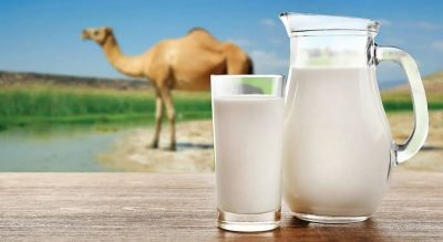 النمر: حليب الإبل آمن لمرضى الجلطات وهذه نصيحتي قبل شربه