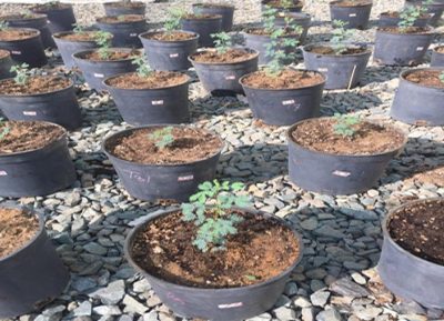 خبير منظمة (الفاو) الوطني ينجح مع باحثان من جامعة الملك عبد العزيز في تحسين إنبات بذور شجرة السمر ومقاومتها للجفاف