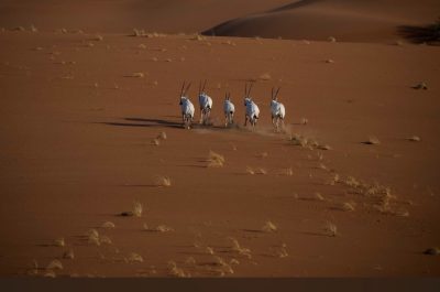 تسجيل محمية عروق بني معارض في القائمة الخضراء للاتحاد الدولي لحمايّة الطبيعة