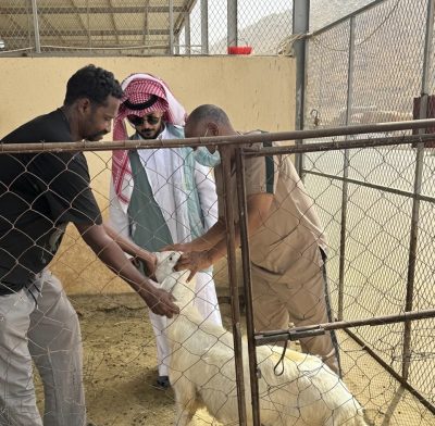 “بيئة أضم” تنفّذ ورشة عمل ميدانيّة  للتوعيّة  بصحة المواشي