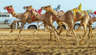 الهجن السعوديّة تحقق المراكز الأولى في افتتاحيّة مهرجان ولي العهد بالطائف