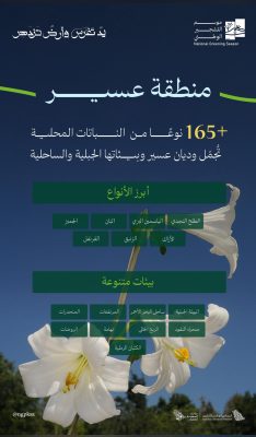 البرنامج الوطني للتشجير : بيئات عسير الجبليّة والساحليّة تزدهر بأكثر من 165 نوعاً من النباتات المحليّة