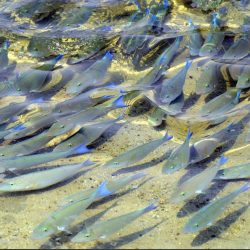 وكيل جامعة جازان يلتقي القنصل العام لجمهورية فرنسا..